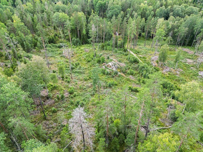 Foto av område med spredte trær