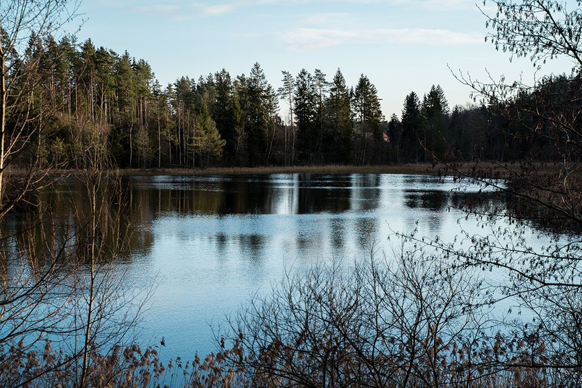 bilde av tjern i skogen