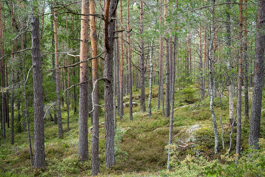 Foto av skog