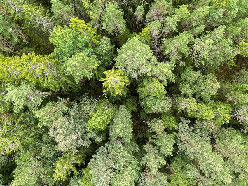Foto av vanlig skog