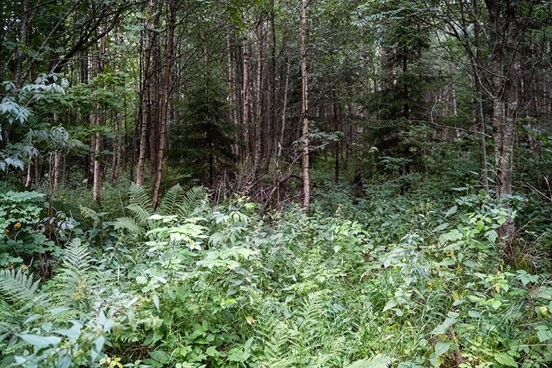 bilde av tett skog