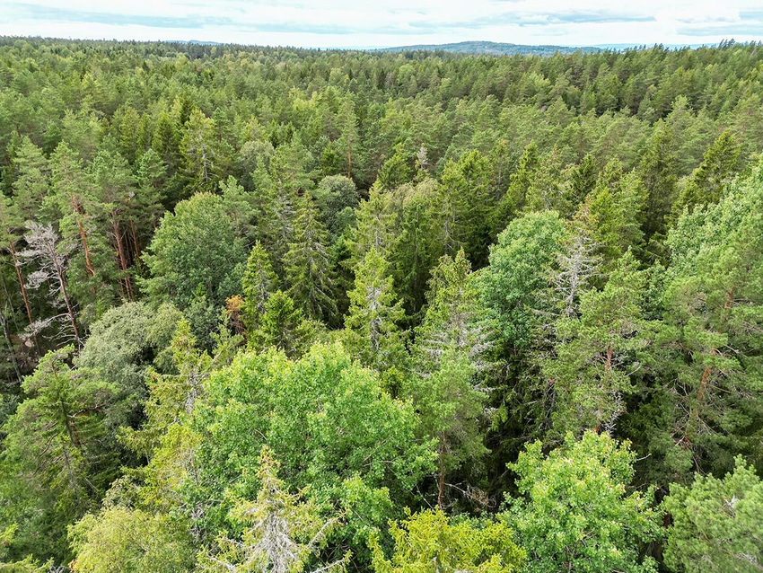 Foto av en vanlig skog