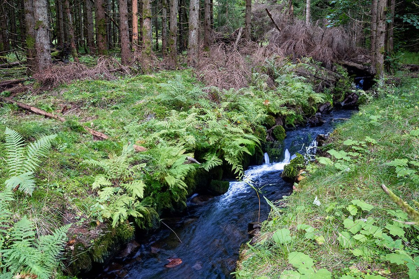 bilde av bekk i skogen