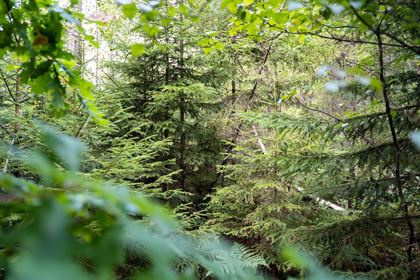 Foto av tett skog