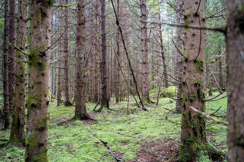 Et foto av en vanlig skog