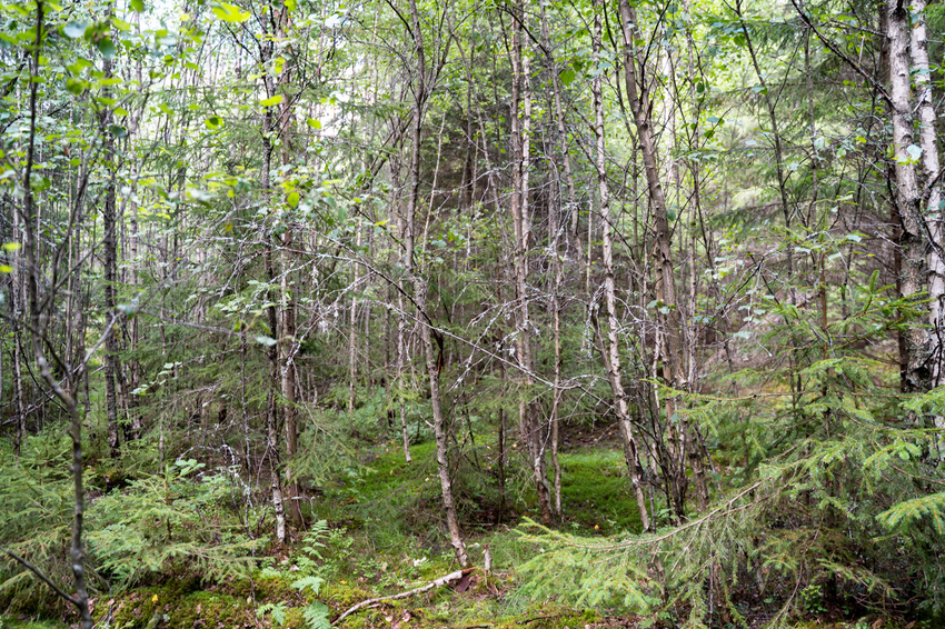 bilde av tett skog